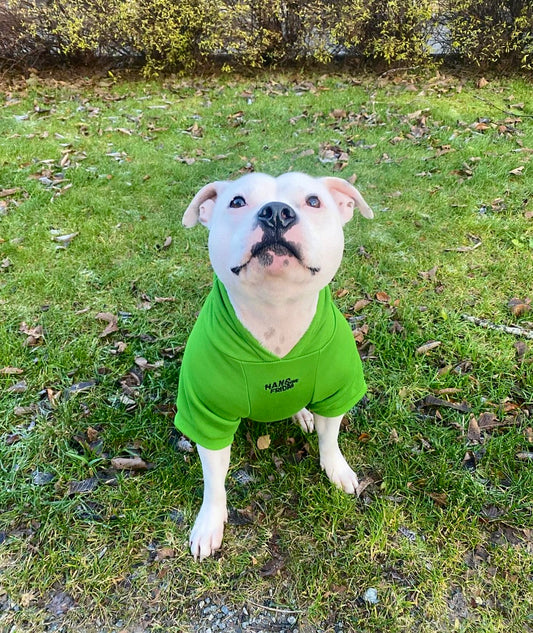 Limited Edition Dog Hoodie - Green